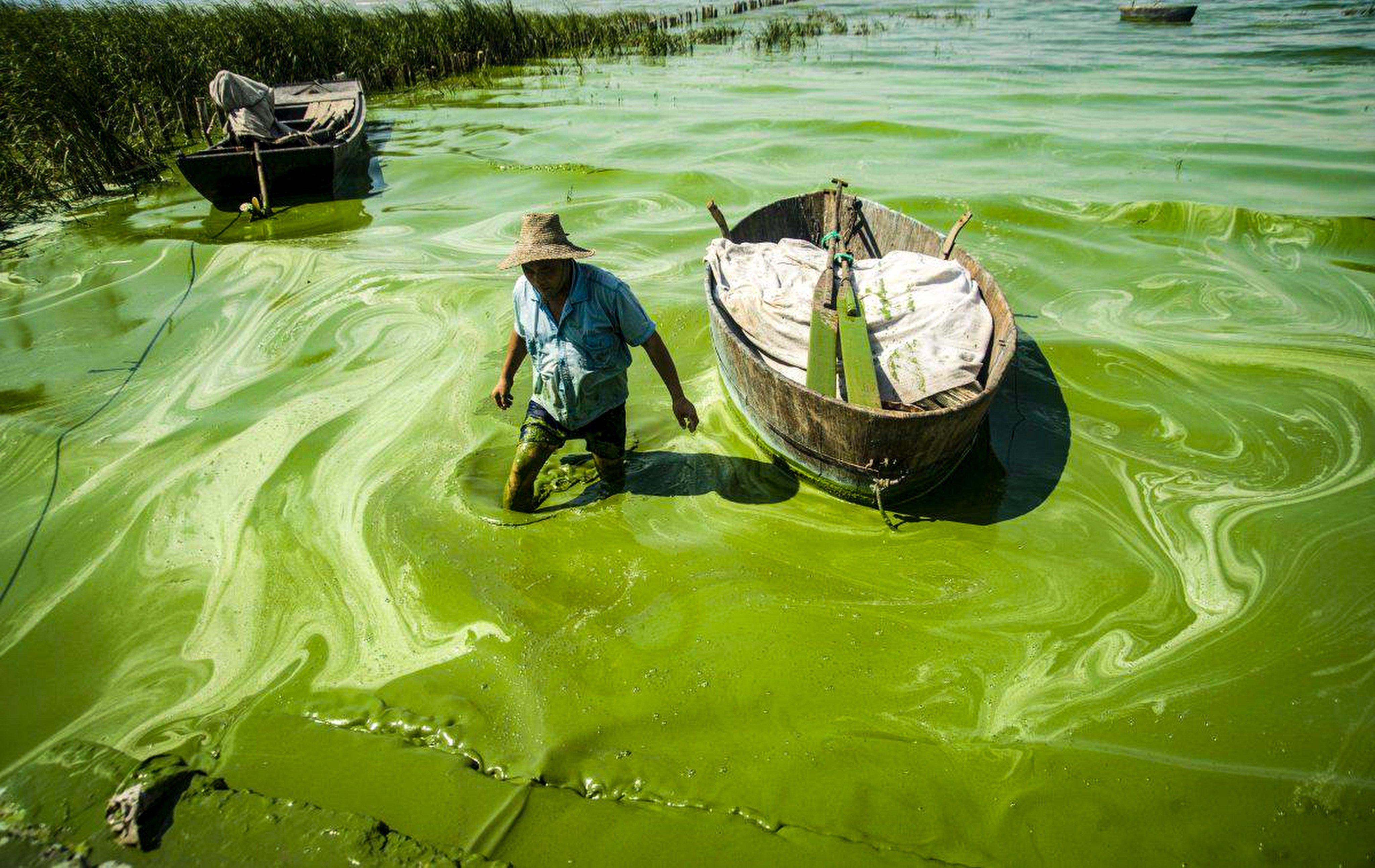 Nitrogen pollution can lead to harmful algal blooms in surface water, producing toxins that contaminate drinking water. Photo: X/WaterPolution20